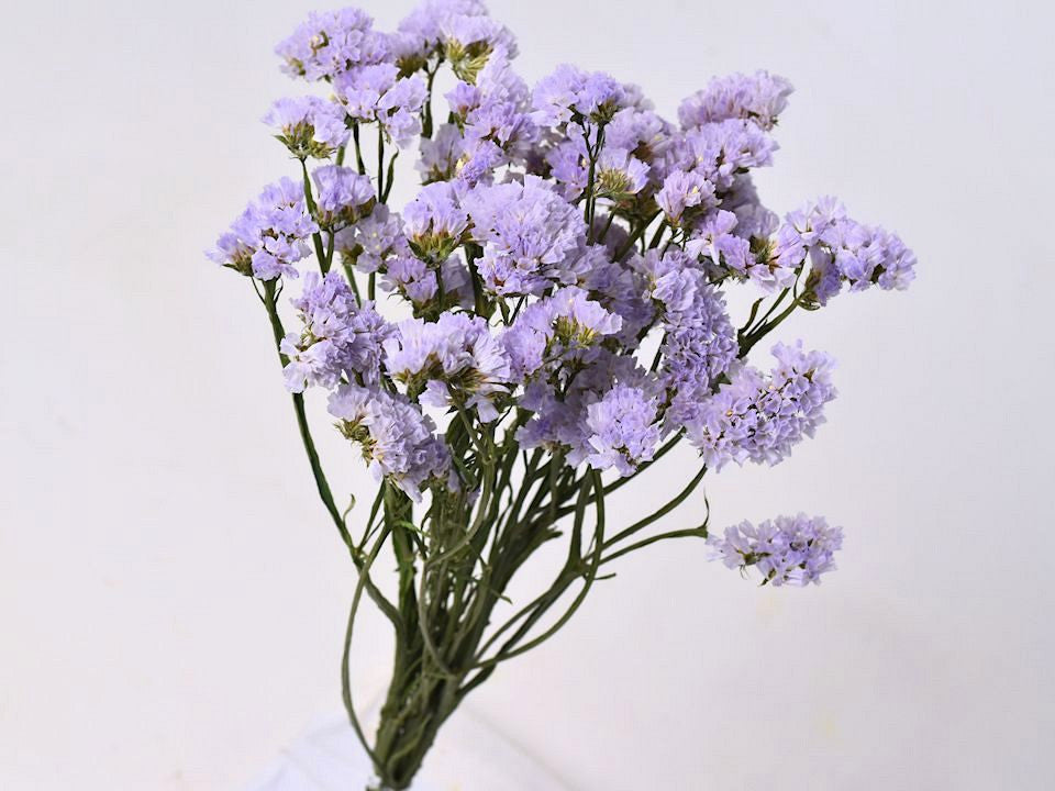 Statice Sinuata Light Violet