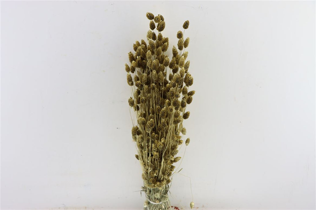 Gouden gedroogde Phalaris