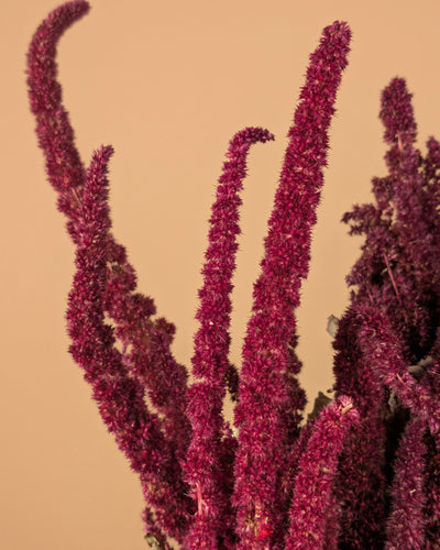 Dried Amaranthus Red