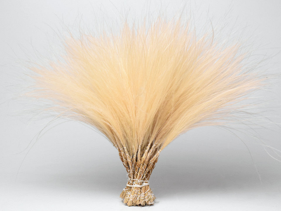 Stipa Penata 50cm, bundel van 50 toeven