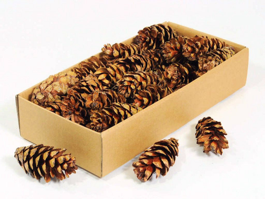 Stro bus 7-9cm 40-pack