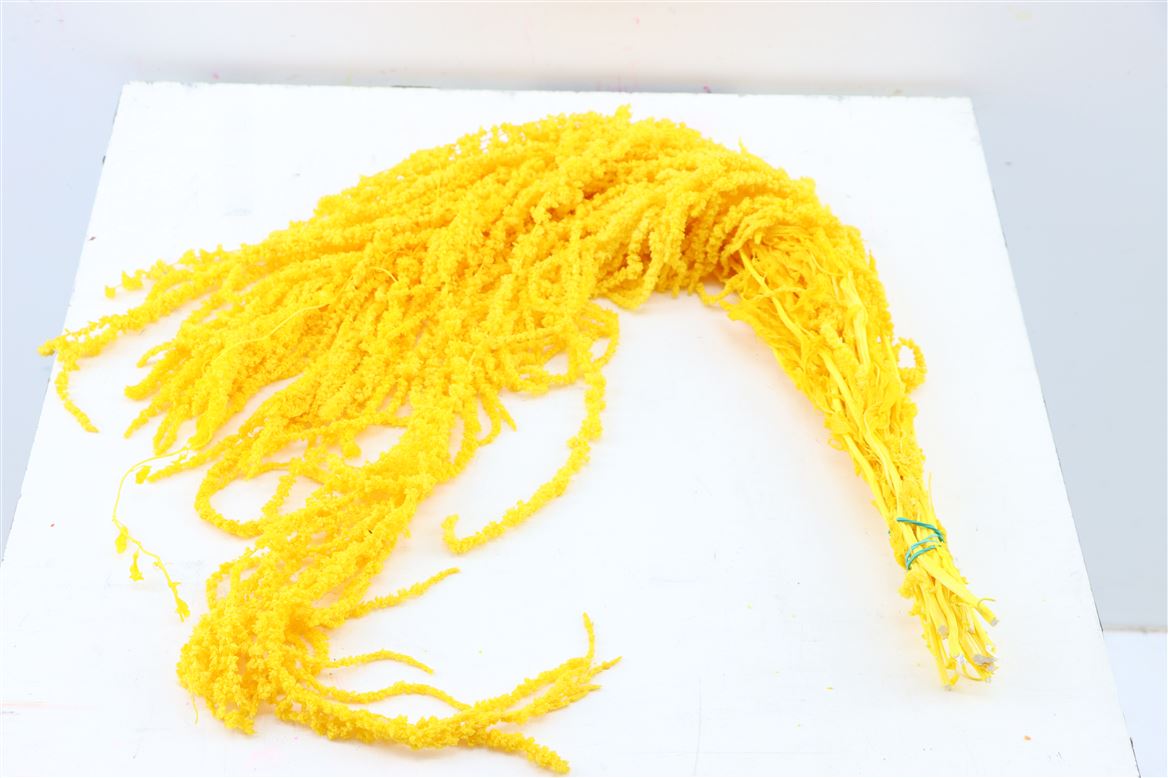 Gedroogde amaranthus caudatus – geel