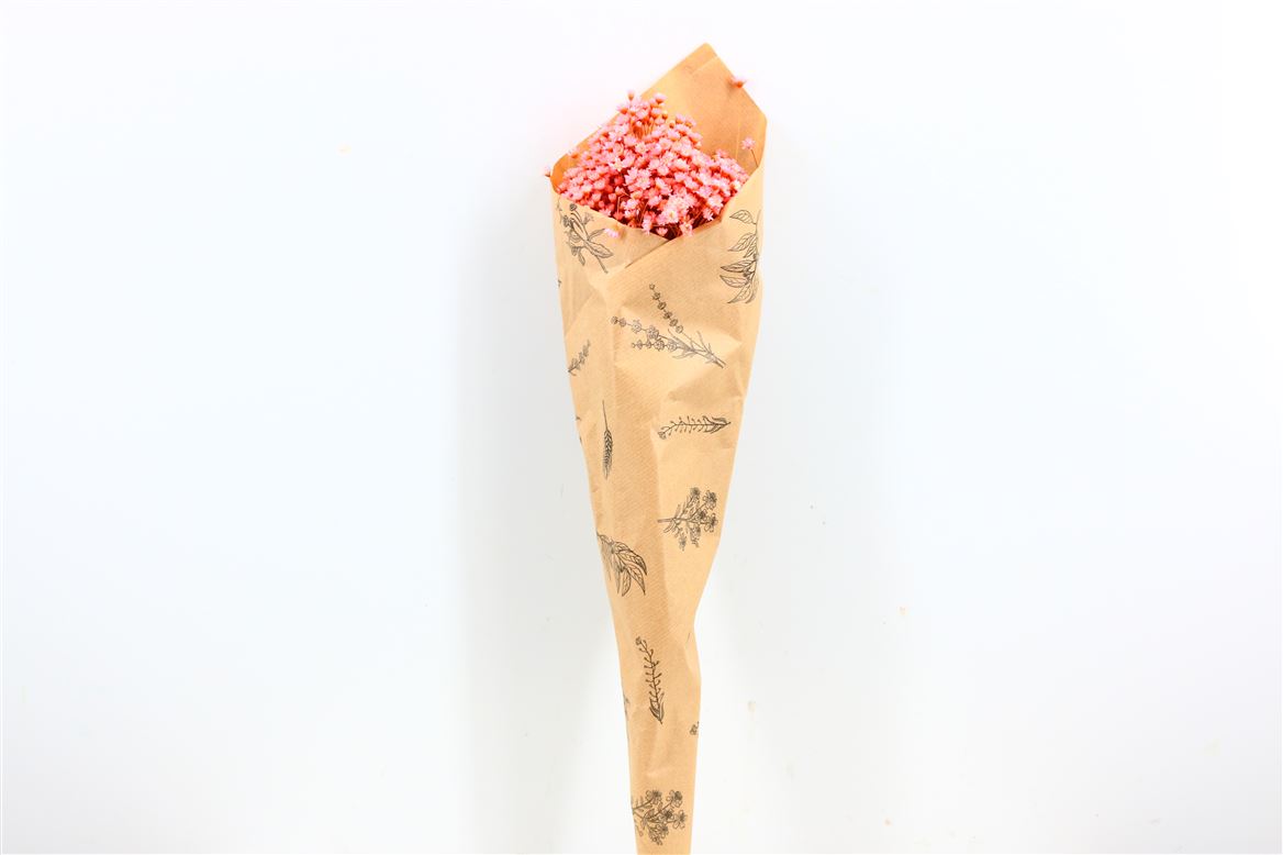 Glixia bleached pink (Star Flower)