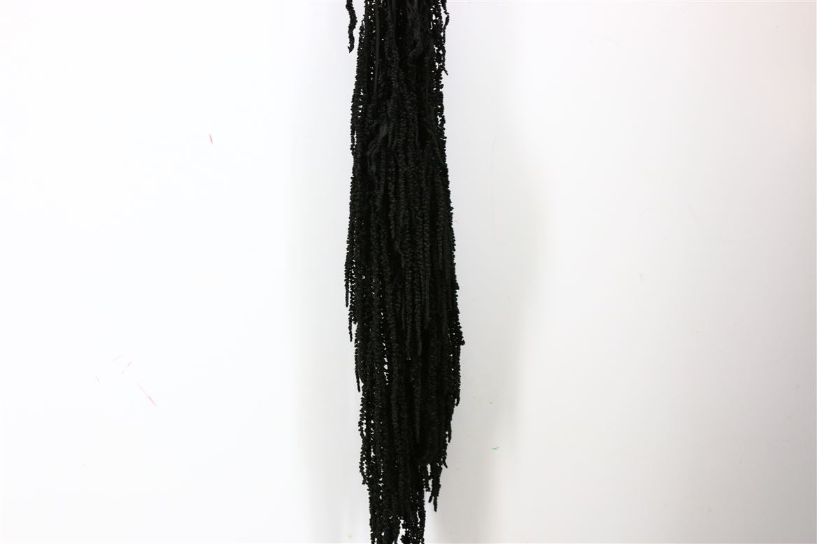Gedroogde Amaranthus Caudatus gepreserveerd Zwart