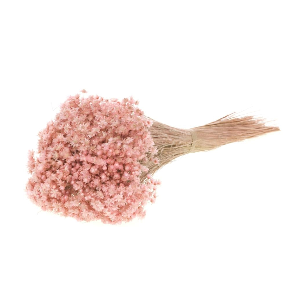 Dried Marcela Pink Misty Flower