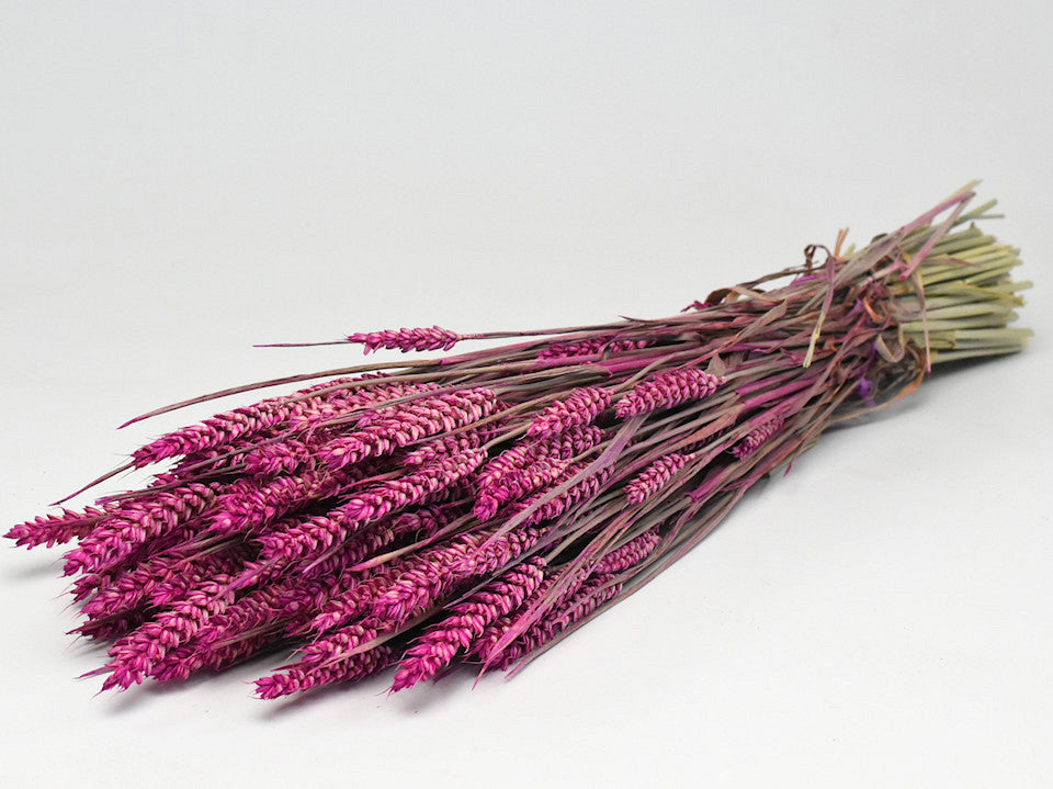 Wheat pink 70cm