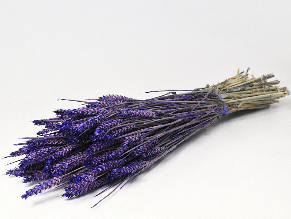 Wheat purple 70 cm