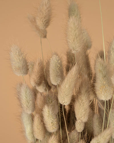 Gedroogde lagurus ovatus (hazenstaart) – naturel