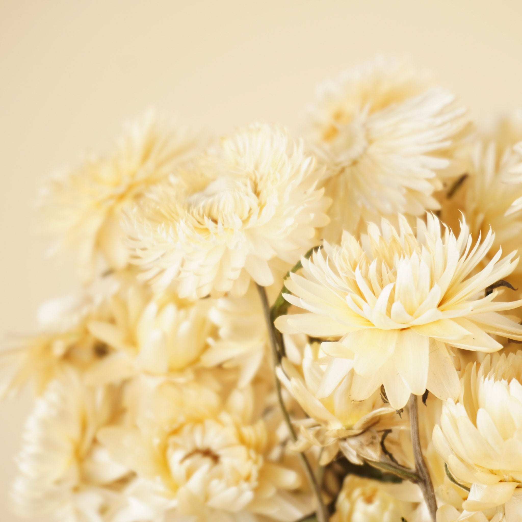 Gedroogde helichrysum (strobloem) – wit