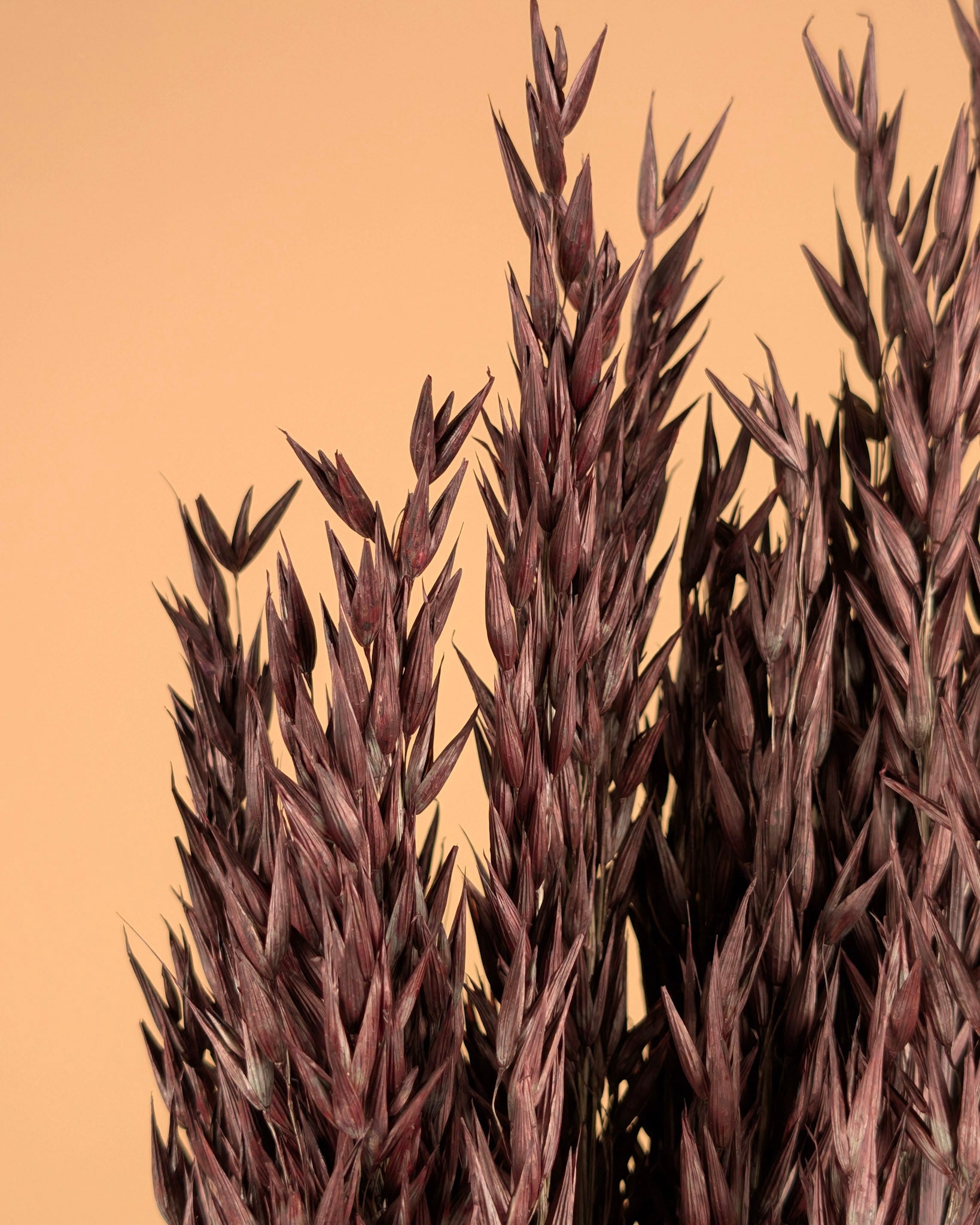 Getrockneter Hafer (Avena) Brown bemalt