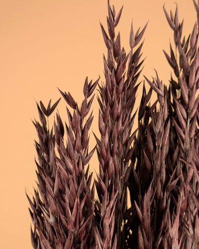 Gedroogde haver (avena) – bruin