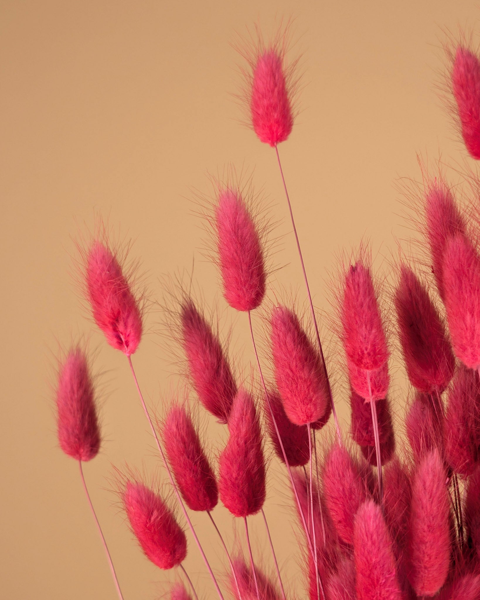 Gedroogde lagurus ovatus - donker roze