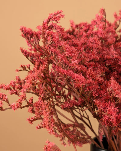 Statistique séchée tatarica rose