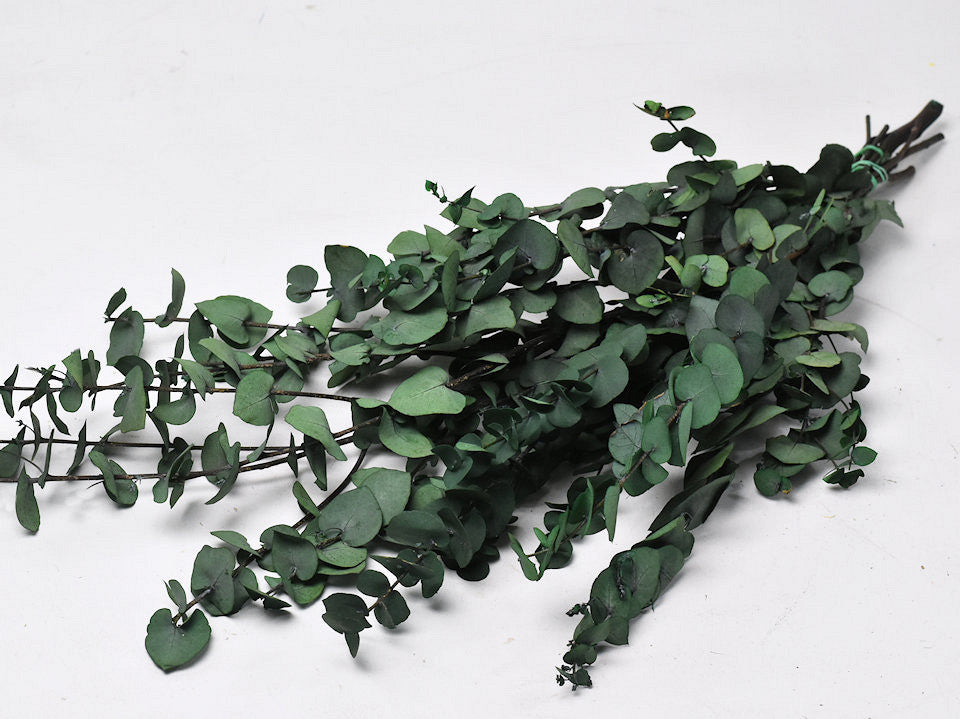 Eucalyptus Stuartiana Green 65 cm