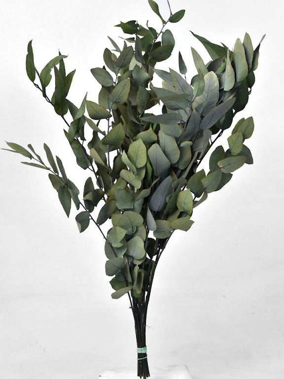 Eukalyptus Stuartiana Green 65 cm