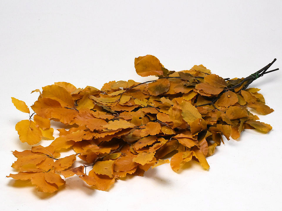 Beech leaf yellow 80cm