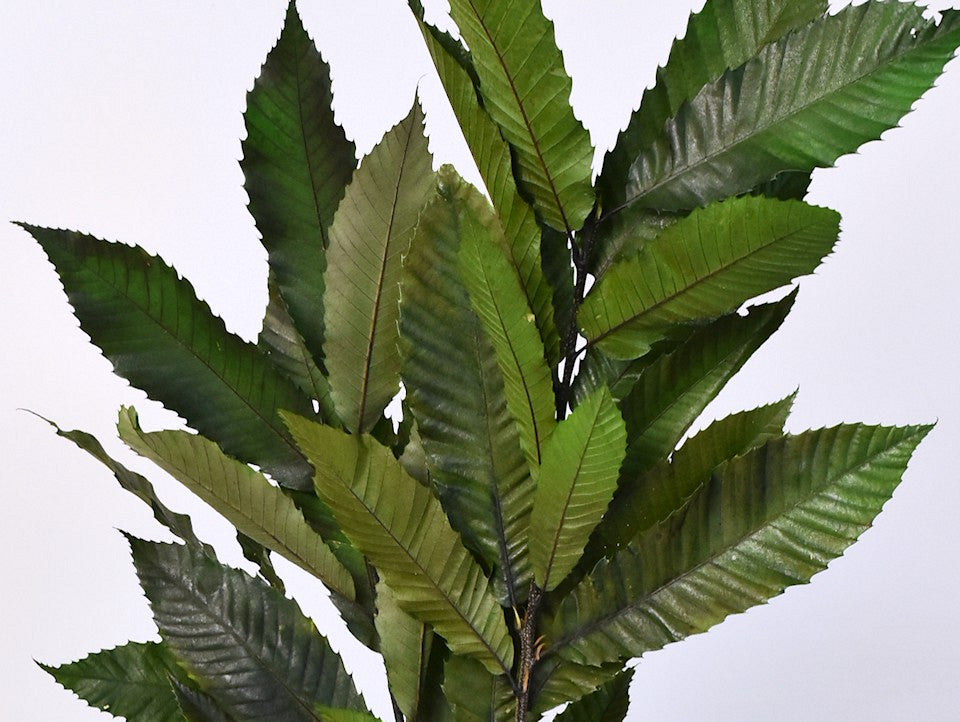 Châtaignier 150gr. 60 cm vert