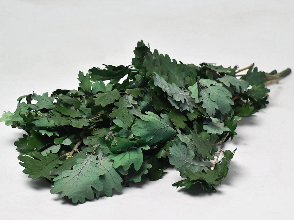 Oak leaf green 50-60cm