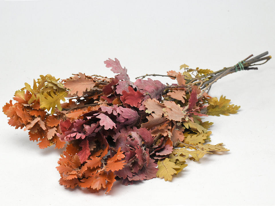 Oak leaf mix 50-60cm