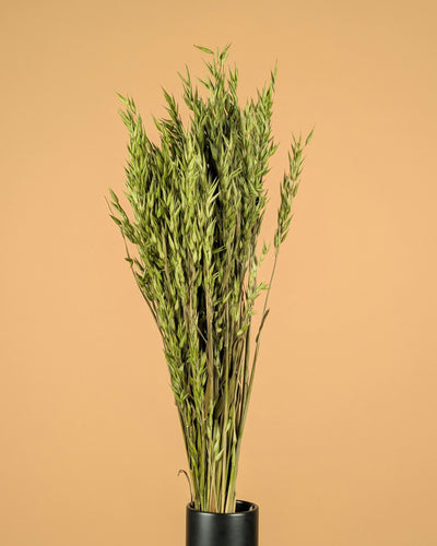 Gedroogde haver (avena) – groen