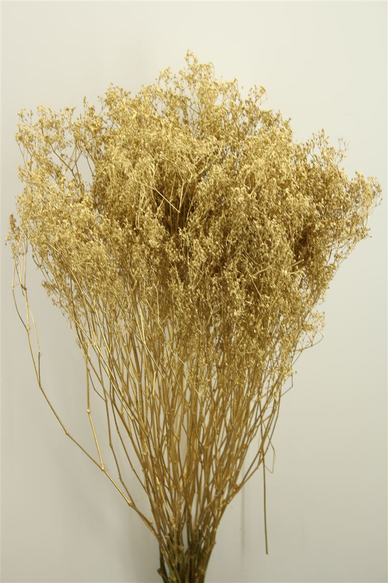 Gypsophila goud (geverfd)