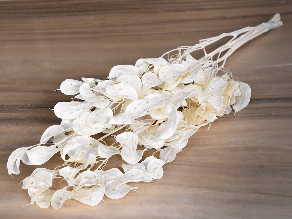 Lunaria (Judaspenning) bleached