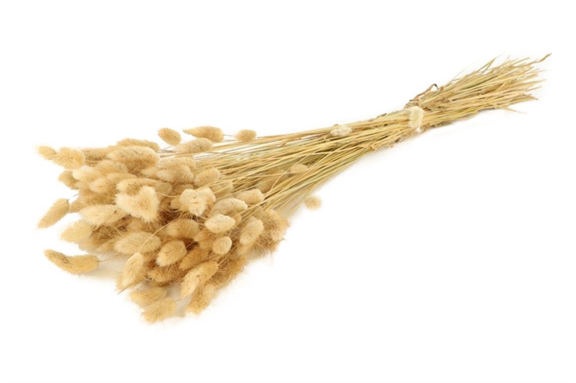 Gedroogde lagurus ovatus – naturel toef