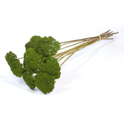 Gedroogde achillea – groen