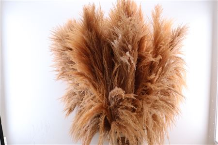 Pampas Plumes d&