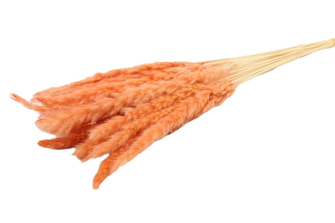Fluffy Pampas (Miscanthus) pluim Perzik Roze