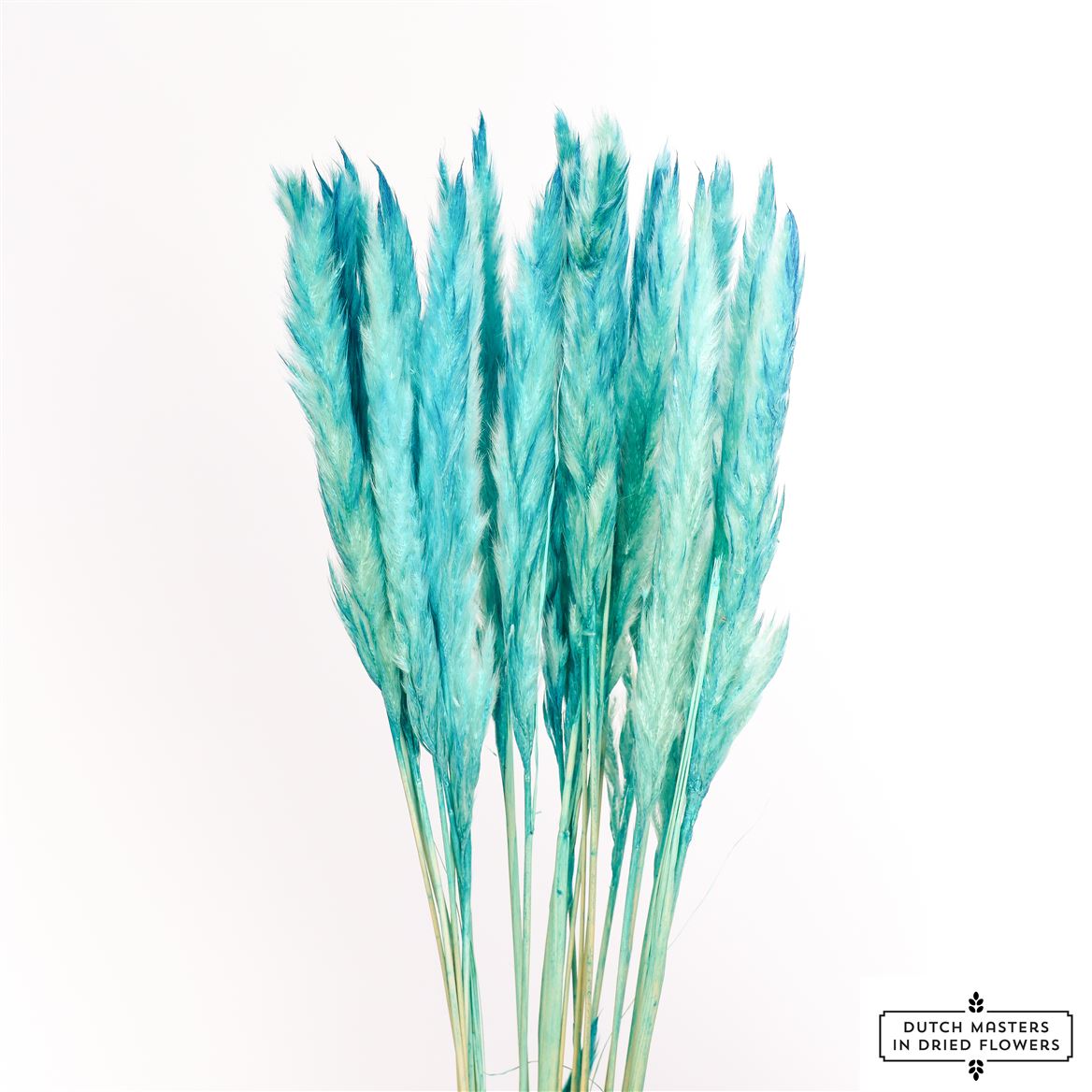 Fluffy pampas (miscanthus) – licht blauw