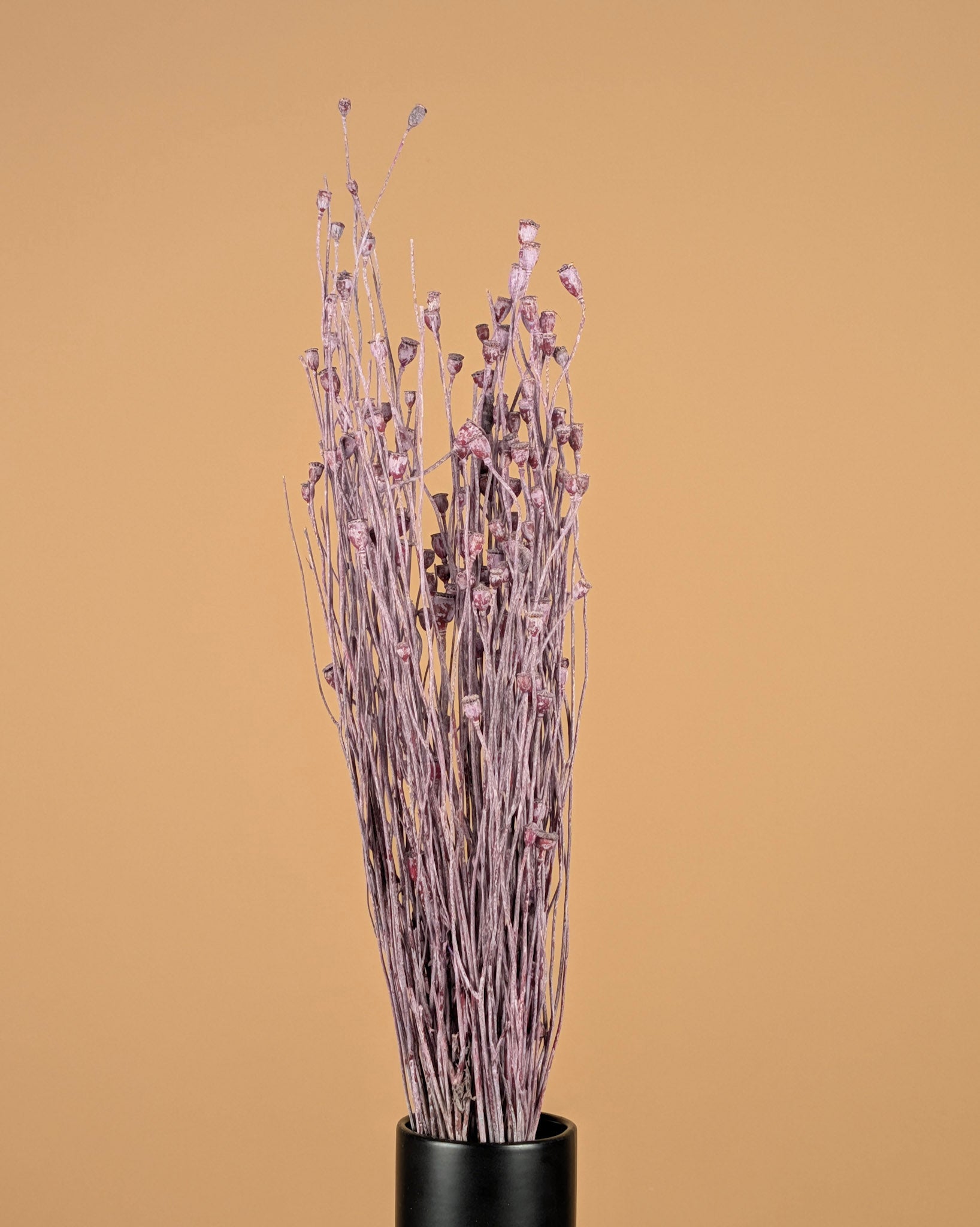 Papaver séché Mini