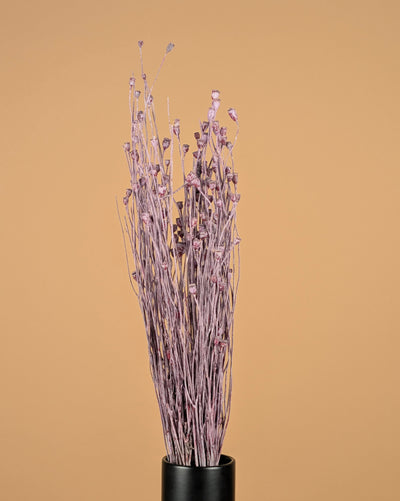 Papaver séché Mini