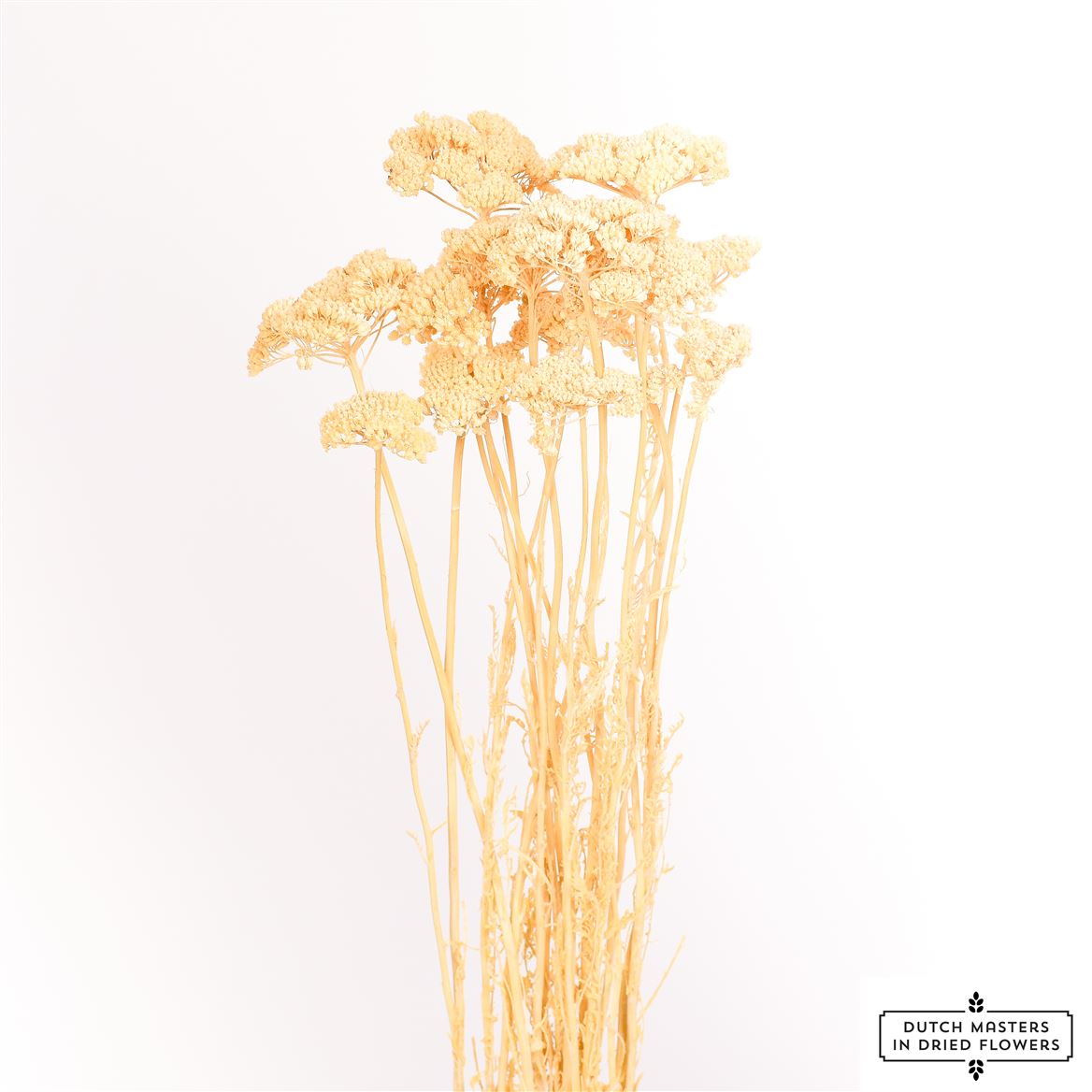 Gedroogde achillea parker – gebleekt