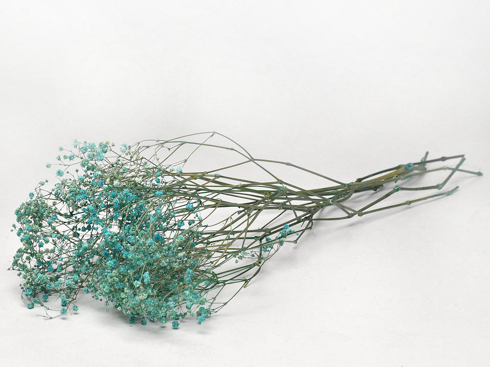 Gipspraid (Gypsophilie) Aqua Blau getrocknet