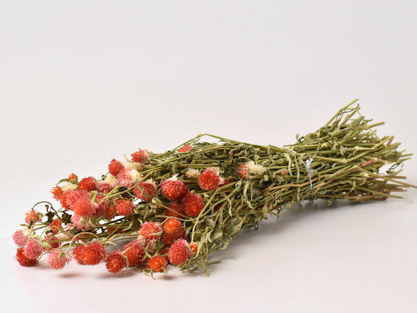 Dried Gomphrena Oranje