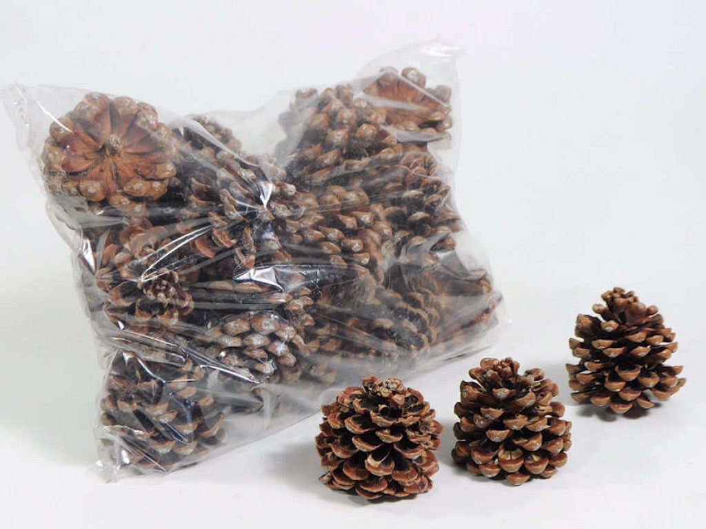 Pinus Pinea pine cones 25 pieces