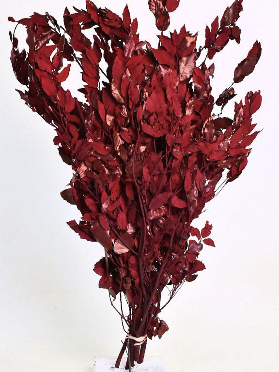 SCEAK RED 90cm 1 kg.