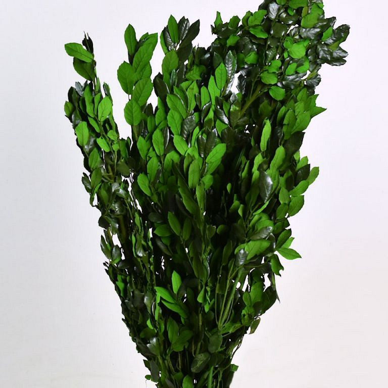 Steeneik Groen 90cm 1Kg.