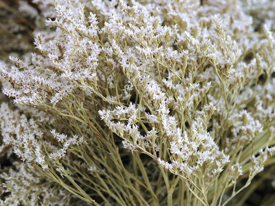 Stattice tatarica par 2,5 kg