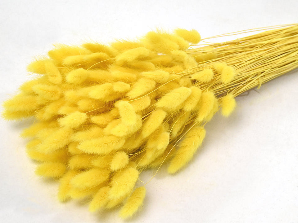 Lagurus gelb 65 cm