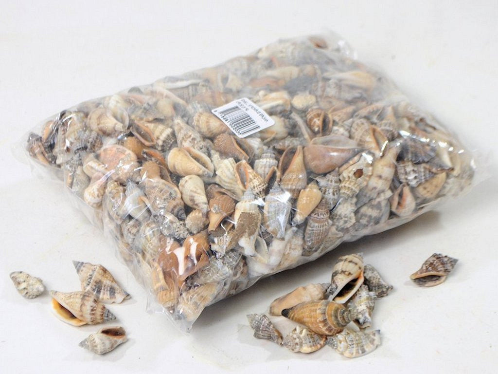 Shells of sea snails 1 kg