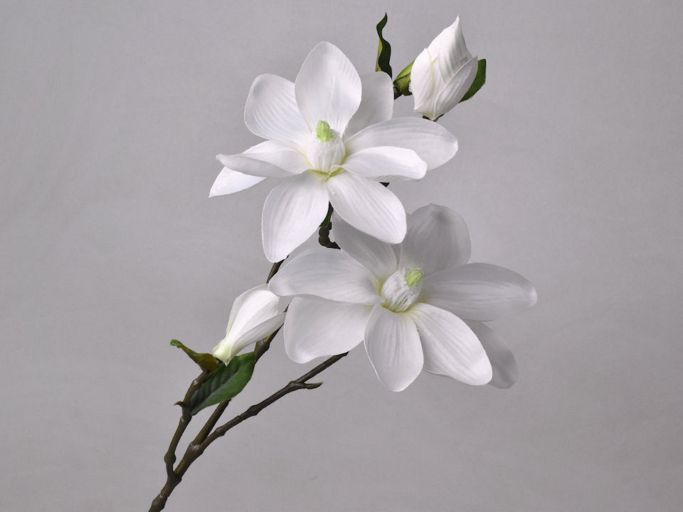 Magnoliatak Wit 75cm