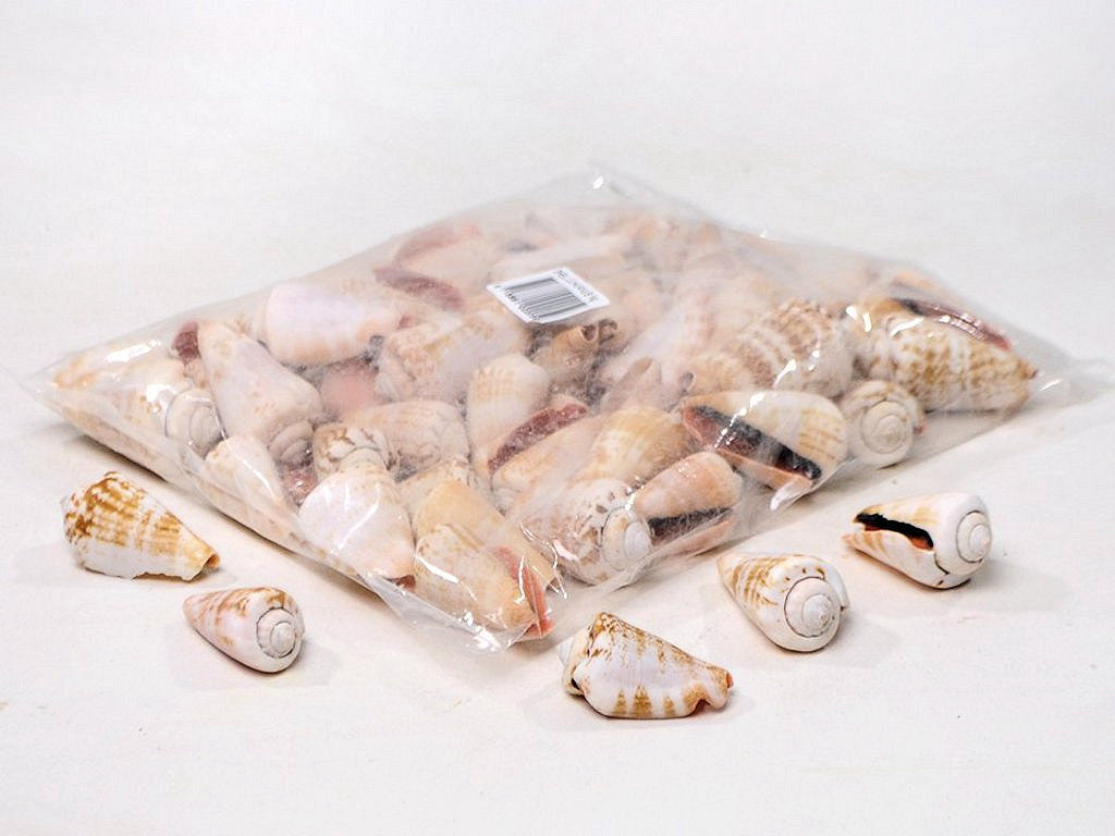 Shells Strombus Luhuanus 1 kg