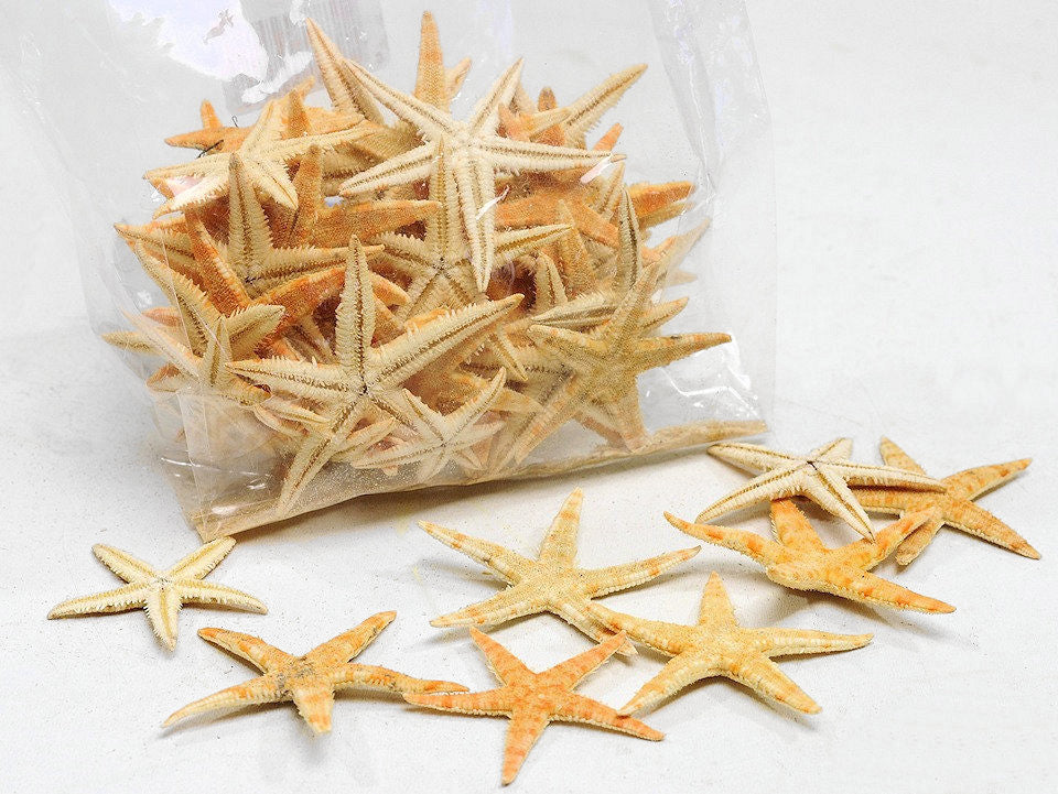 Shells starfish small 50st.