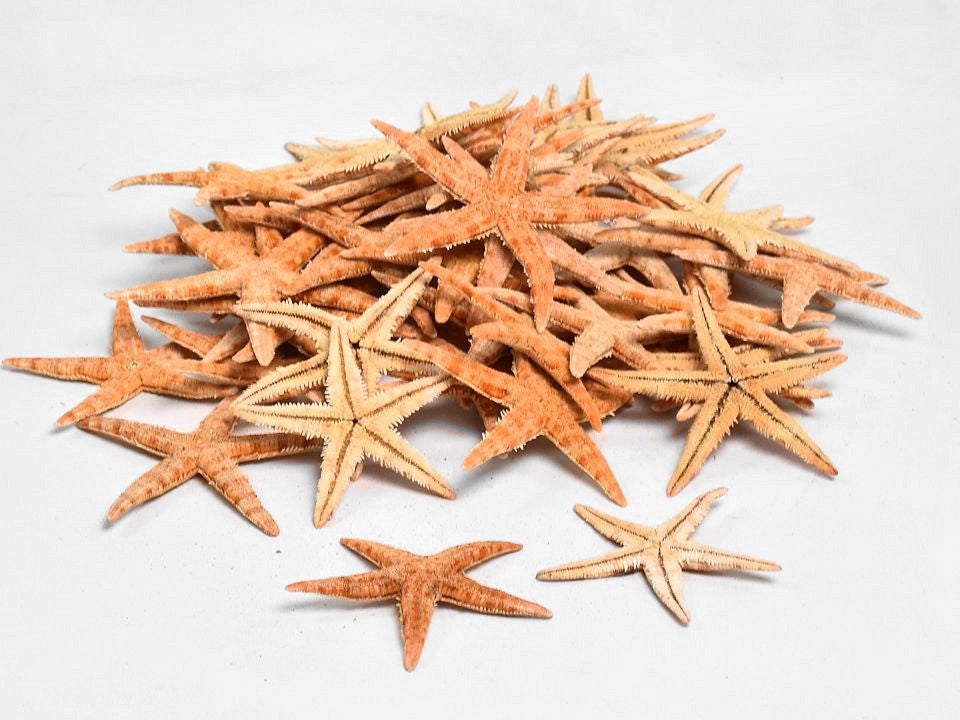 Starfish 50st.