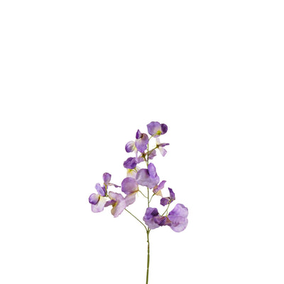 Lathyrus soyeux – Violet (75 cm)