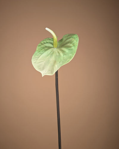 Zijde Anthurium – Lichtgroen (65 cm)