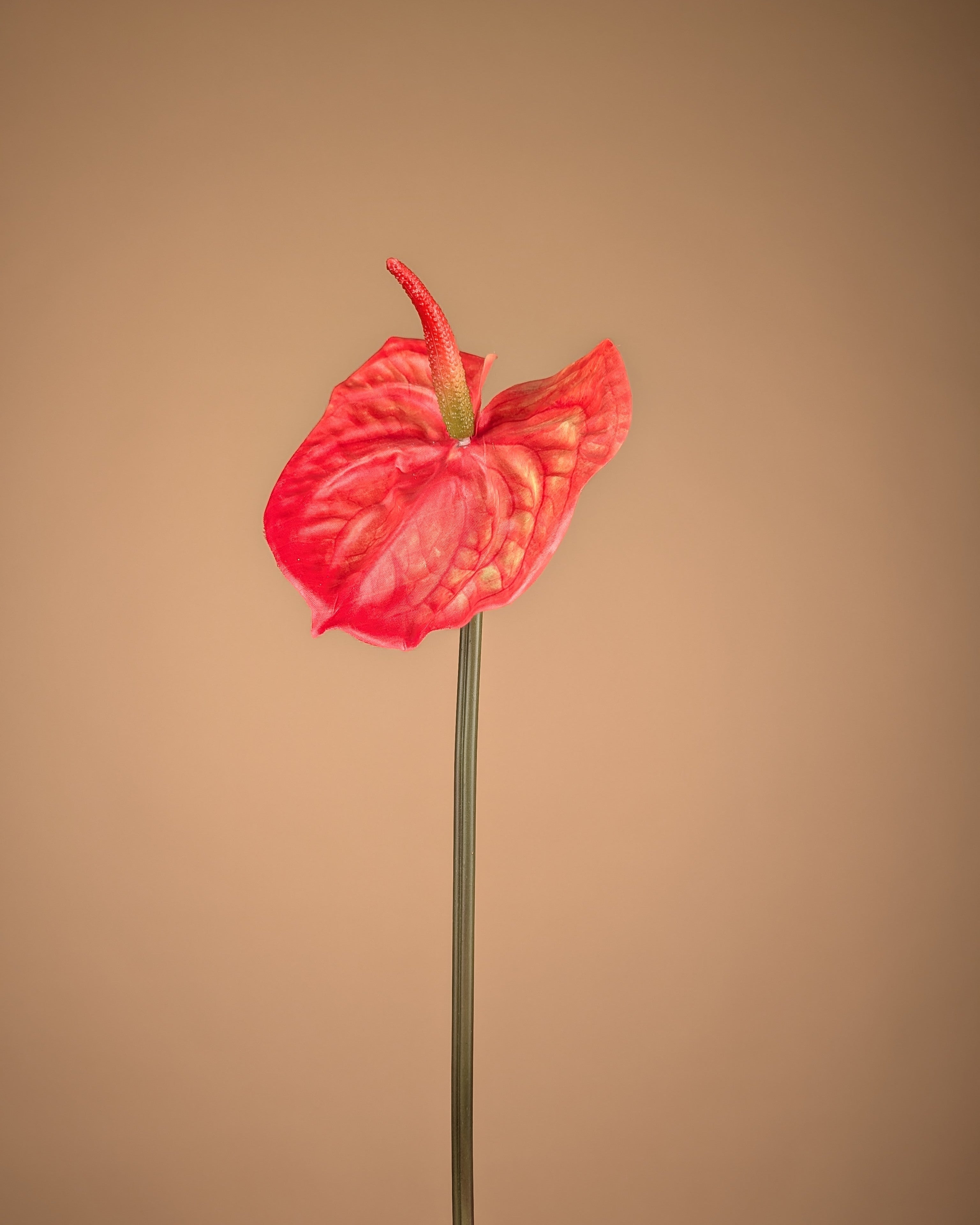 Zijde Anthurium – Oranje (65 cm)