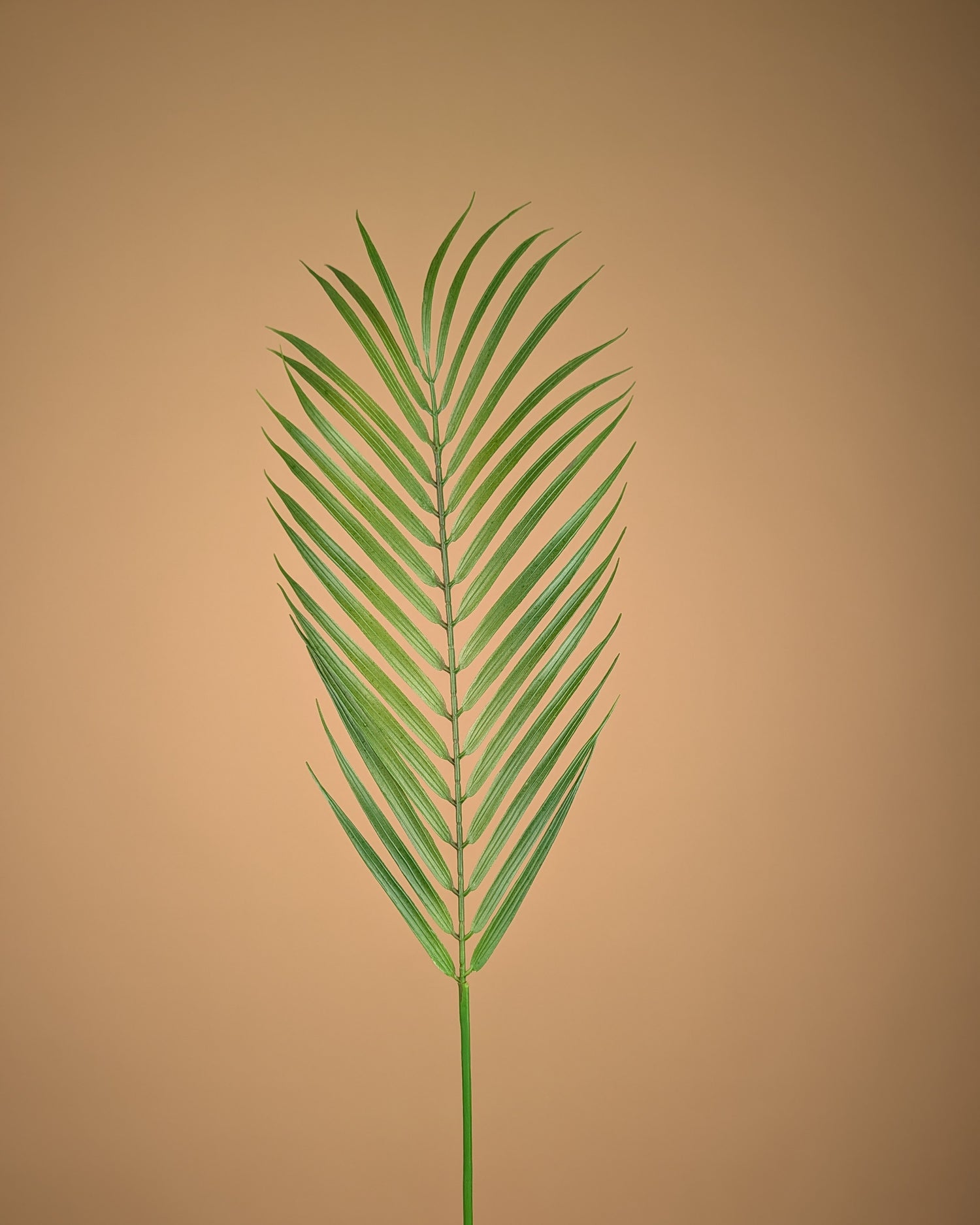 Zijde Chamaedorea – Groen (75 cm)